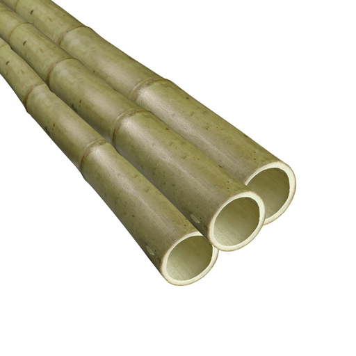 Bamboo